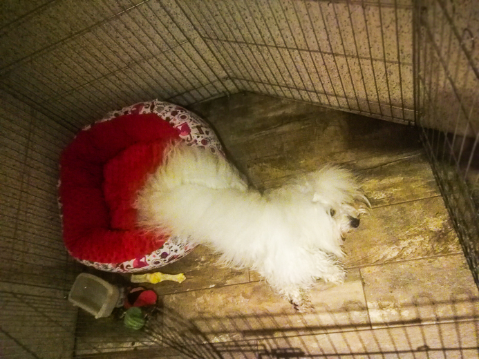 Coton De Tulear