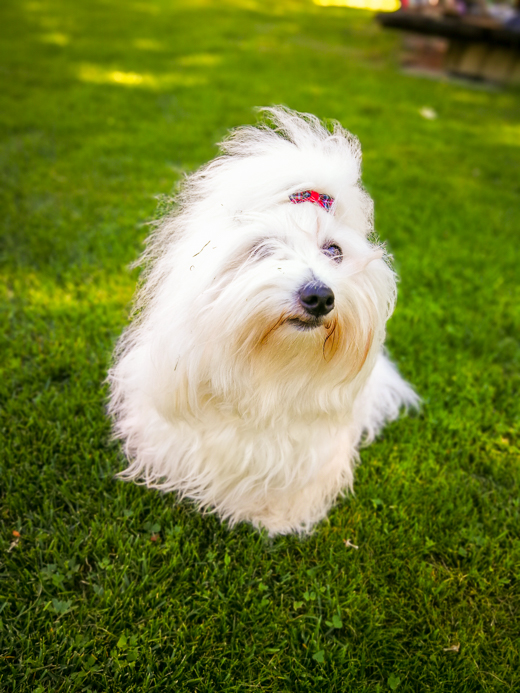 Coton De Tulear