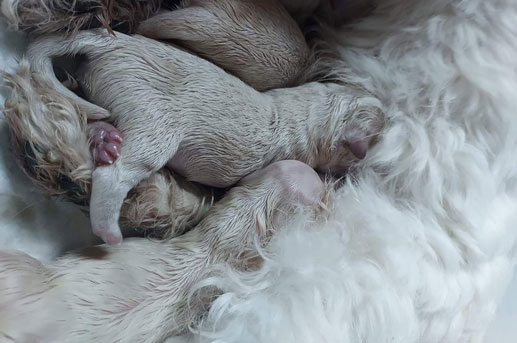 litters